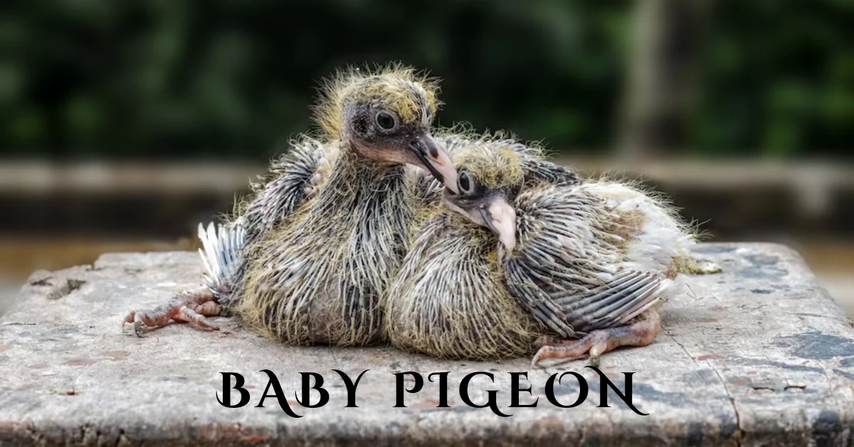 baby pigeon